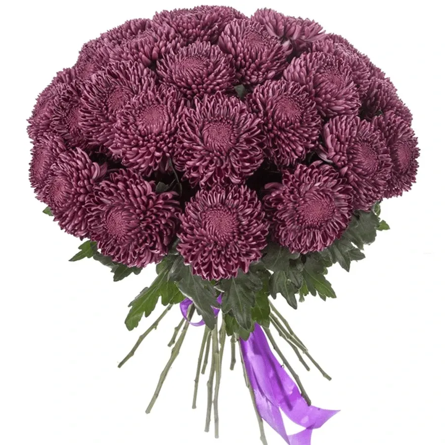 Хризантемы одноголовые бигуди